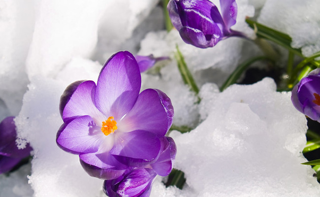 Аюрведическое весеннее обновление. Часть 1