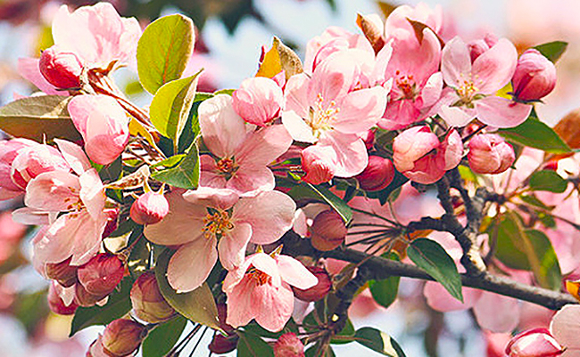 Аюрведическое весеннее обновление. Часть 2