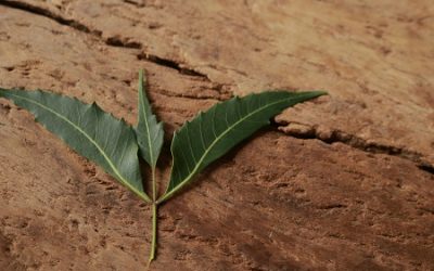 Ним – аюрведическое растение для внутренней и внешней красоты