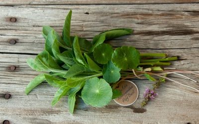 «Био-иммунитет» для сильного иммунитета