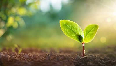 Основа сильного иммунитета — баланс