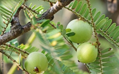 Амла и женское здоровье